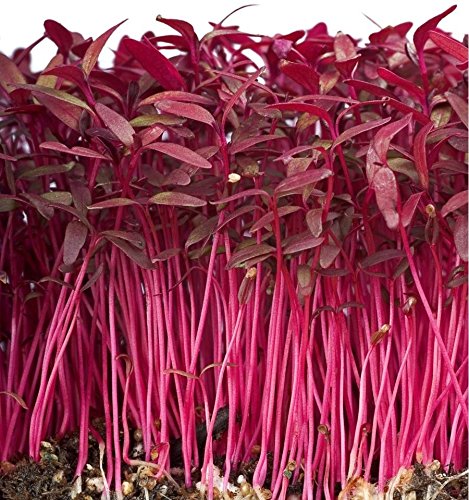 Organic Red Amaranth Heirloom Seeds - Non-GMO, 300 Count (1/4 Gram) for Home Gardening, Microgreens & Edible Landscaping - Premium Quality by Zellajake