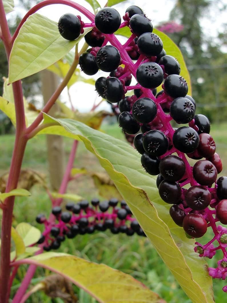 65 Seeds American Pokeweed Seeds - Wild Pokeberry (Phytolacca Americana) Root & Fruit Plant for Gardening and Natural Dye Making