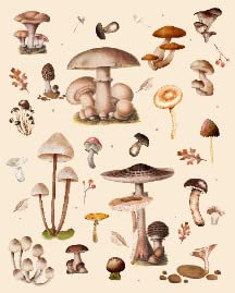 Mushroom1