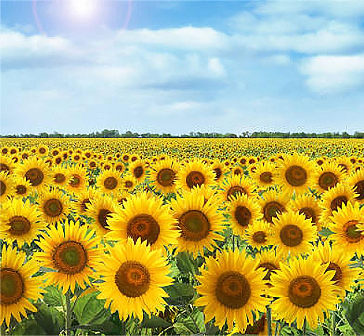 Rouge Royale Sunflower Seeds - Premium Red Sunflower Seeds for Planting | Beautiful Garden Flowers, Bird Feed & Landscaping | Perfect for Home Gardens, Backyard Decor & Wildlife Attraction