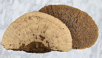 Premium Dried Mushrooms for Art & Craft Projects - Natural Decorative Elements for DIY Scrapbooking, Home Decor, and Educational Displays
