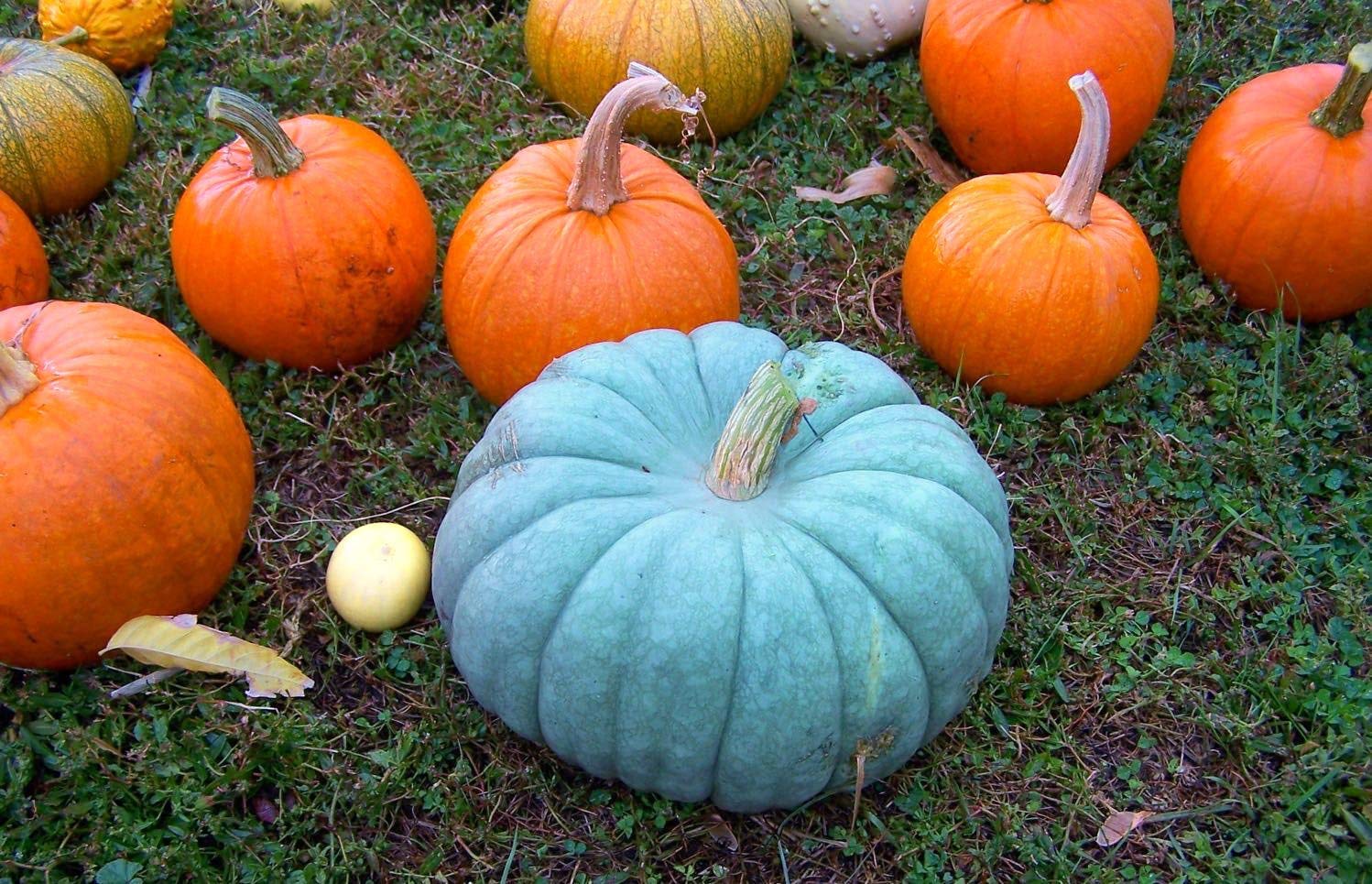 Blue Pumpkin Queensland Giant Seeds - Non-GMO Heirloom Vegetable for Halloween Decor & Rare Ornamental Gardening | Perfect for Fall Harvest, Holiday Displays & Unique Garden Landscapes