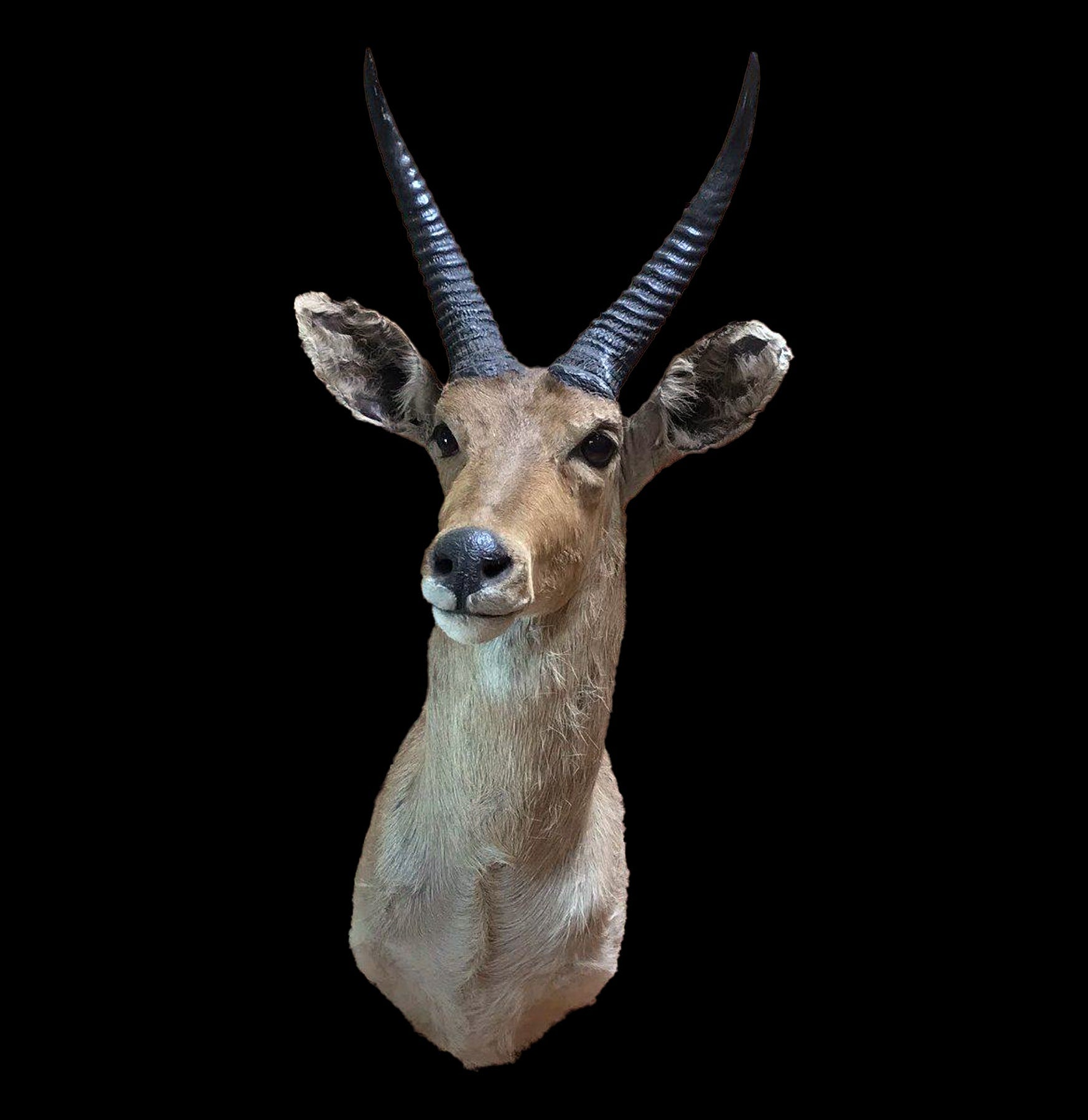 Premium Reedbuck Taxidermy Mount - Realistic African Antelope Wall Decor for Hunting Lodge, Cabin & Safari-Themed Rooms