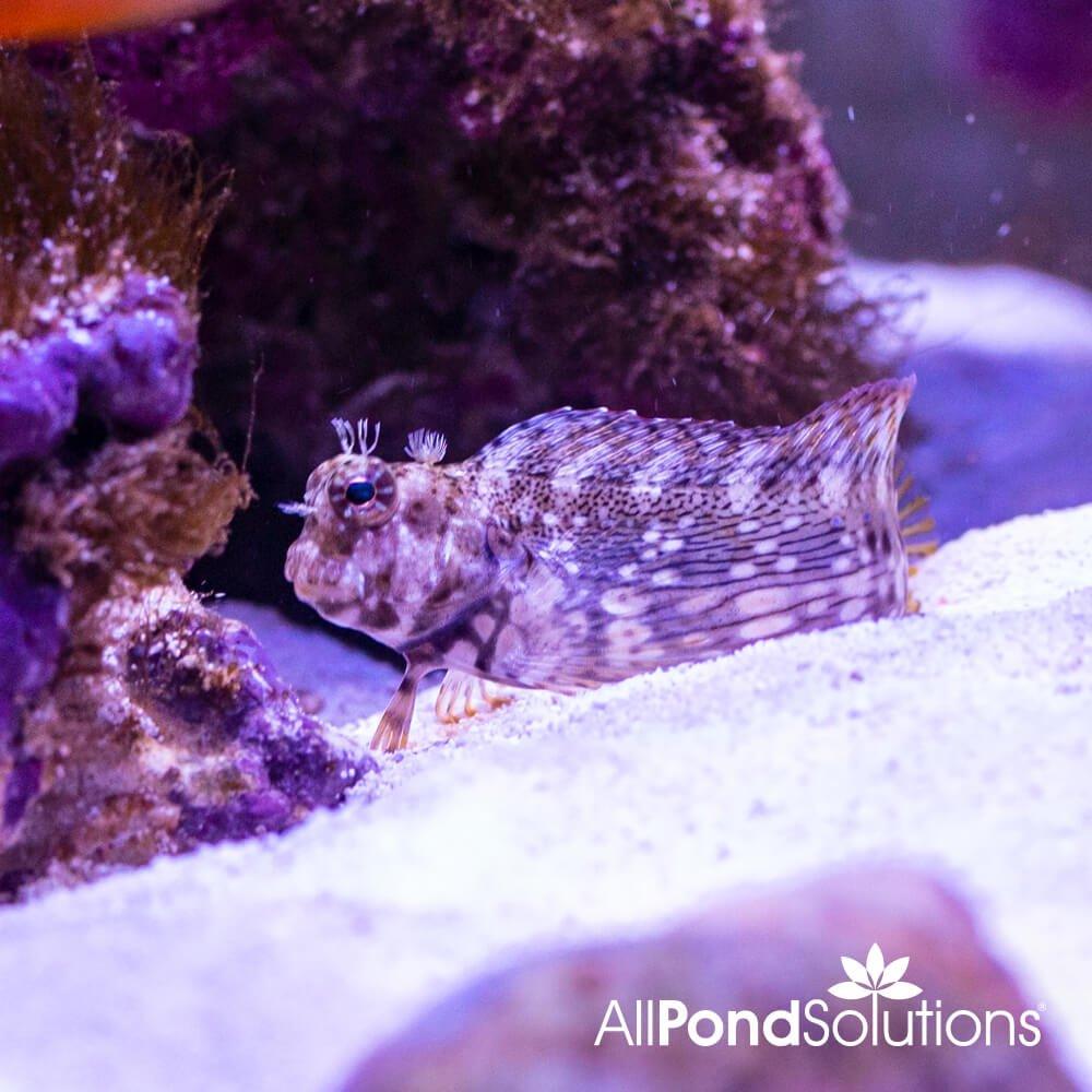 Algae Blenny Fish (Salarias fasciatus) - Saltwater Aquarium Cleaner for Reef Tanks & Marine Ecosystems | Perfect for Algae Control in Home Aquariums