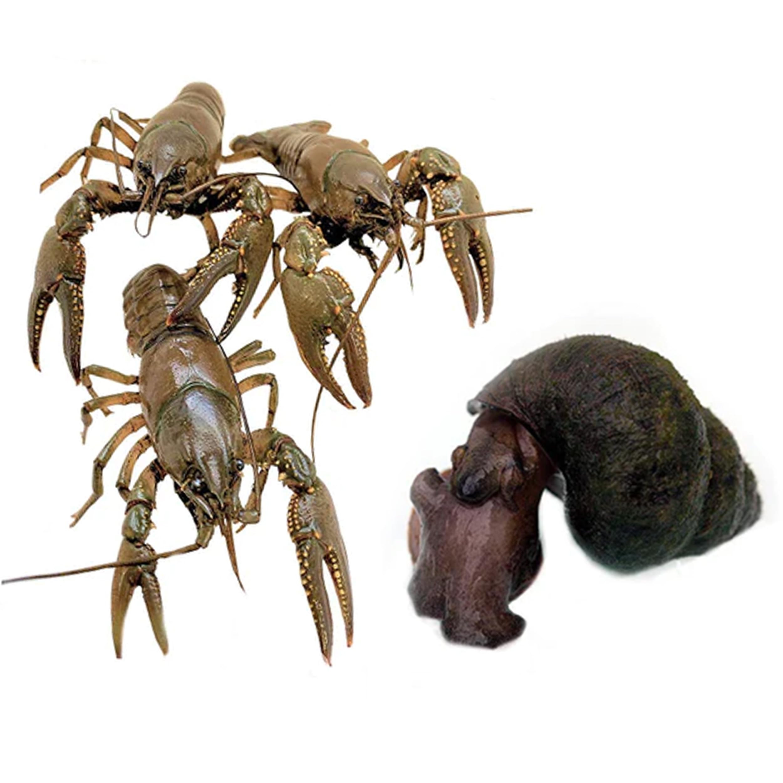 Live Toledo Goldfish, Crayfish & Trapdoor Snail Combo - 13 Each (26 Total) for Ponds, Aquariums & Fish Tanks | Perfect for Aquatic Ecosystems, Decoration & Algae Control
