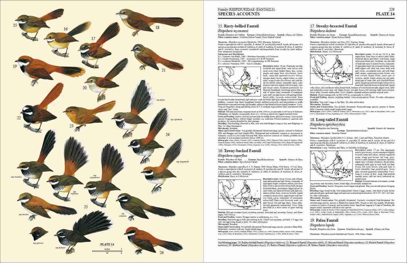 Handbook of the Birds of the World Vol.11: Old World Flycatchers to Warblers - Comprehensive Bird Guide for Ornithologists, Birdwatchers & Nature Enthusiasts | Perfect for Field Research, Bird Identification & Wildlife Studies