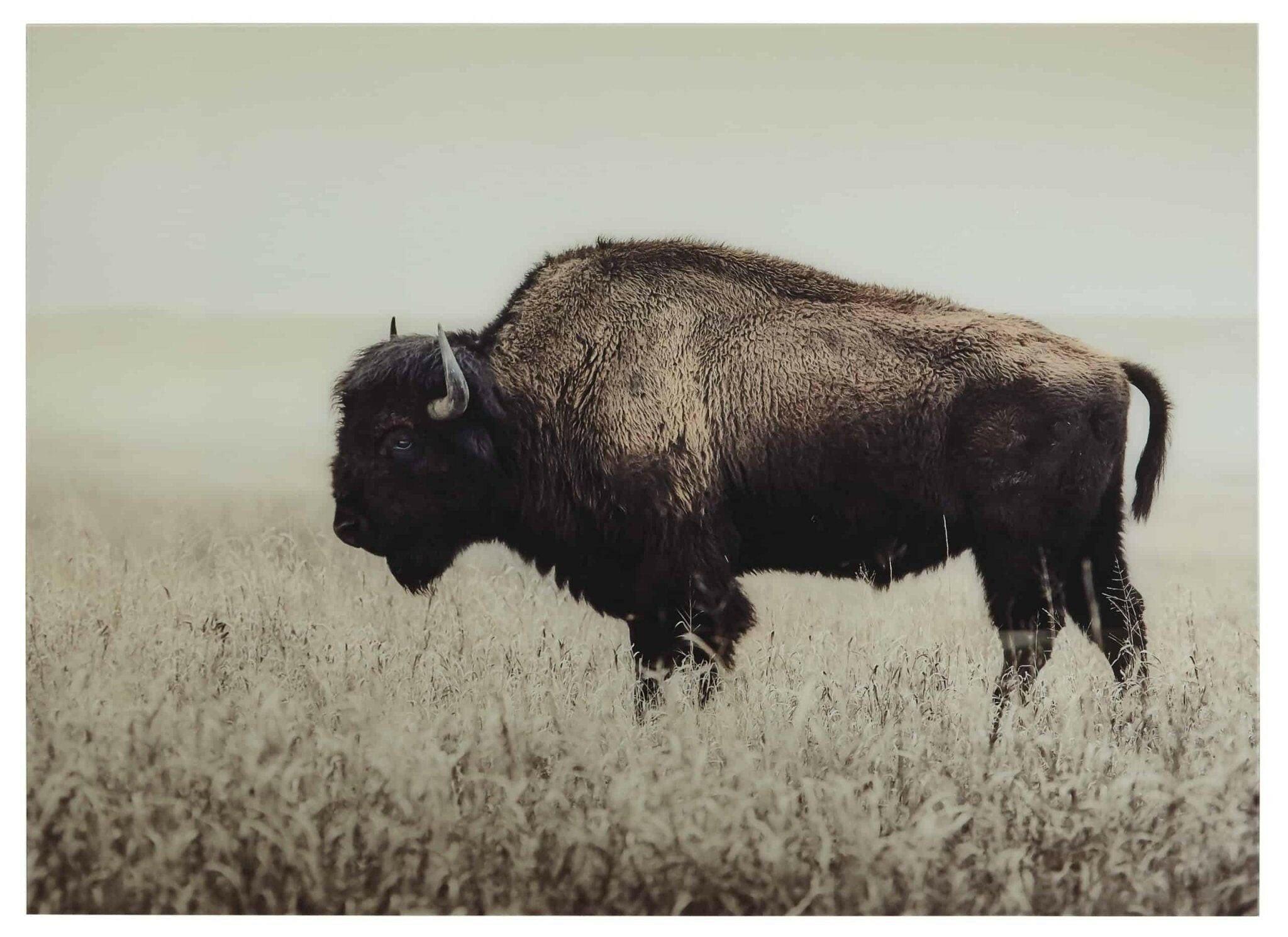 Brutus Wall Art A8000289 - Premium Canvas Painting for Home & Office Decor - Perfect for Living Room, Bedroom, and Workspace