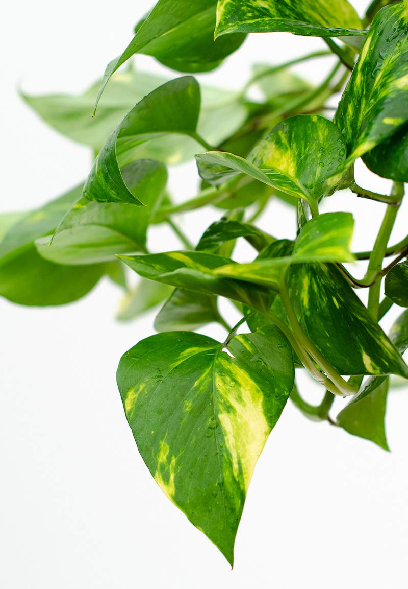 Devil's Ivy Pothos Plant - 5 Live Epipremnum Aureum in 6 Inch Pots - Easy to Grow Air Purifying Indoor Houseplant for Home, Office & Bedroom Decor