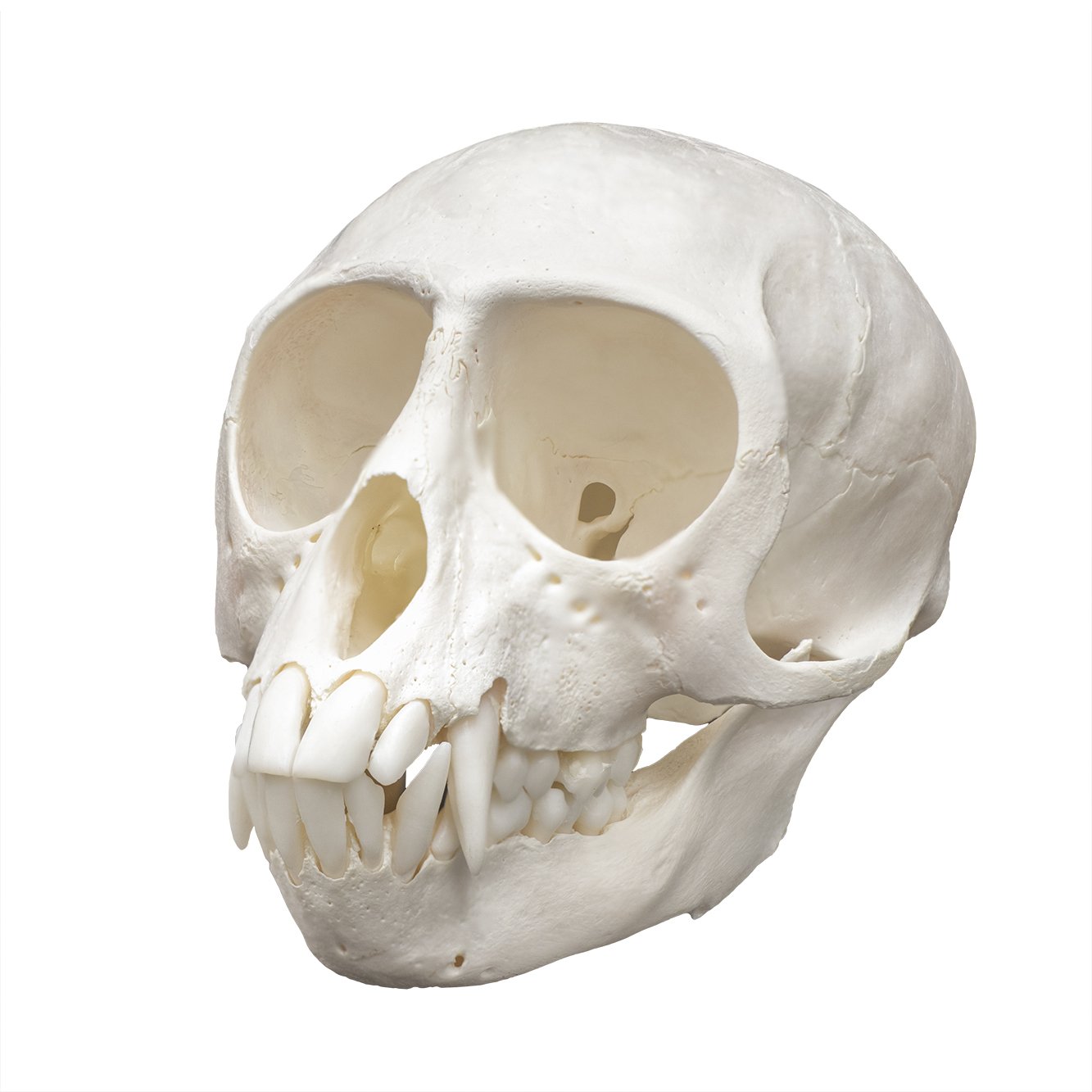 Authentic Vervet Monkey Skull - Male Specimen for Collectors, Taxidermy & Scientific Study | Perfect for Oddity Cabinets, Gothic Decor & Biology Classrooms