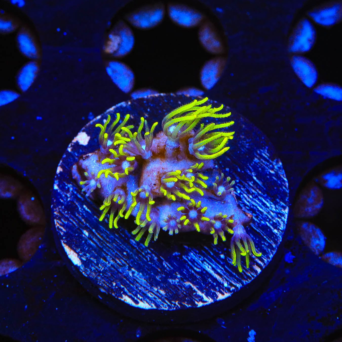 Blue Eye Star Polyps Coral - Live Saltwater Coral for Reef Aquariums | Easy to Care LPS Coral for Beginners | Perfect for Nano Tanks and Marine Aquascaping
