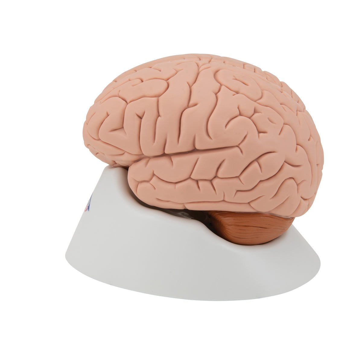 4-Part Human Brain Model - Anatomical Brain Structure for Medical Study, Science Education & Classroom Demonstration