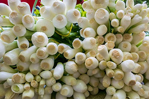 Fresh Young Onions - Home Comforts Vegetables Food Poster 20x30 Inch Laminated - Vibrant Colors & Vivid Imagery - Perfect for Kitchen Decor, Farmers Market Display & Vegetable Education
