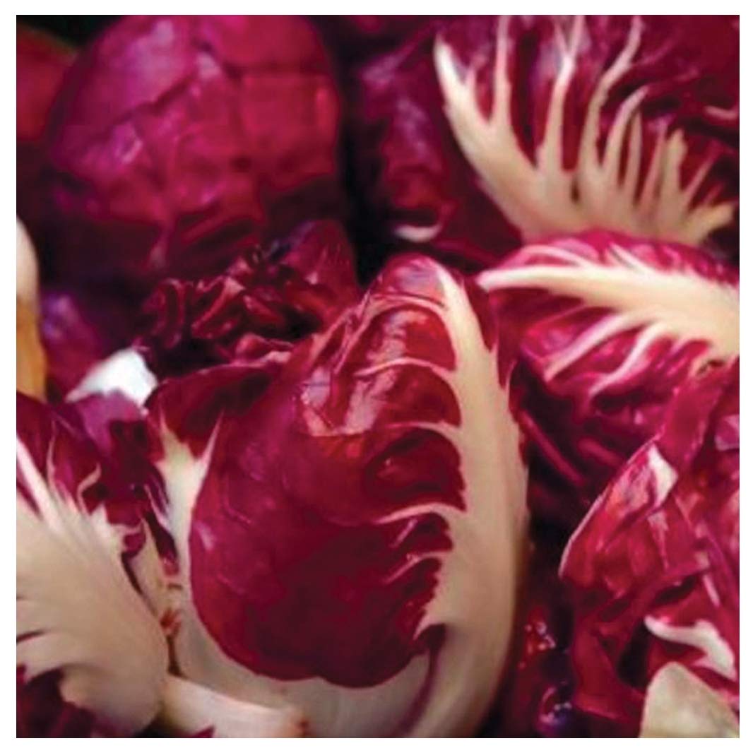 Radicchio Rosso di Verona 600 Seeds (Cichorium intybus) | Non-GMO Open Pollinated Heirloom Vegetable Seeds | Perfect for Home Gardens, Organic Farming & Italian Cuisine
