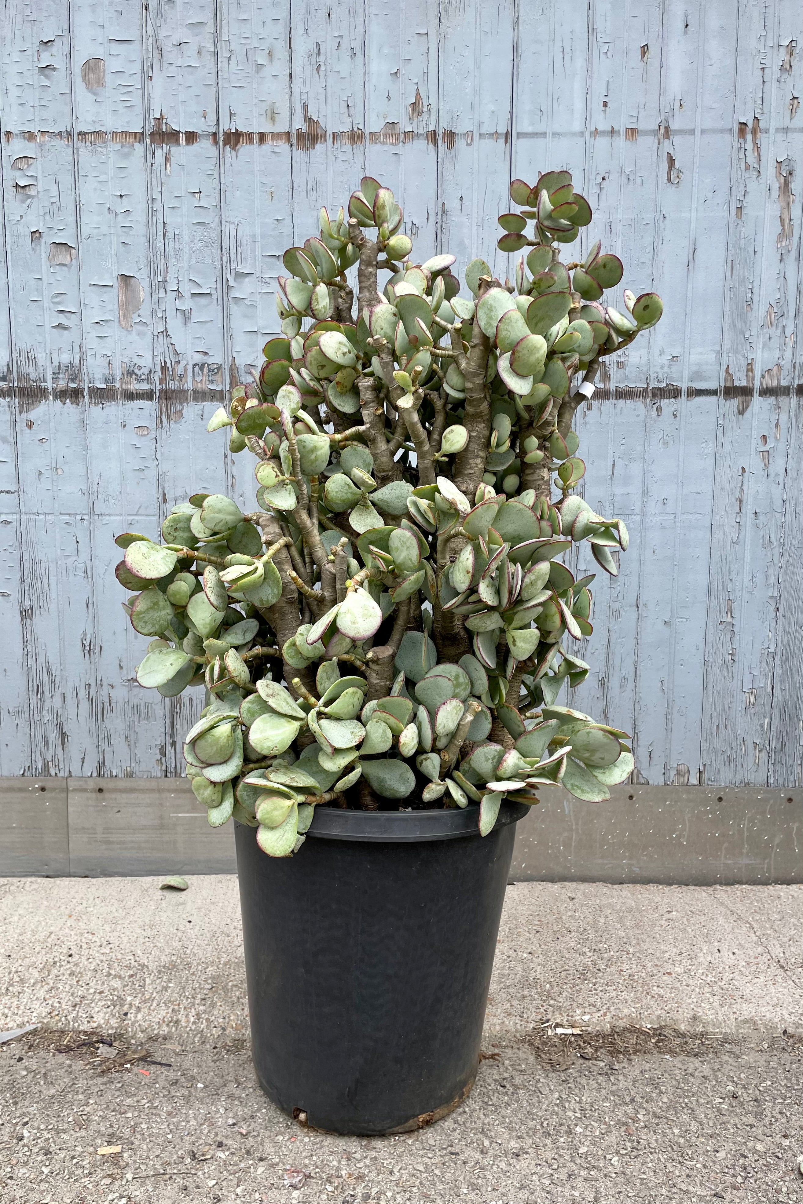Silver Dollar Jade Plant (Crassula Arborescens) - #15 Stump/Tree Form - Perfect for Indoor Succulent Gardens, Office Decor, and Bonsai Enthusiasts