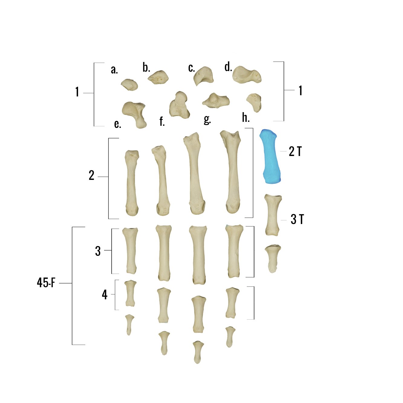 Real Human Hand Skeleton Model - Anatomically Accurate Single Bone Structure for Medical Study, Halloween Decor & Science Education