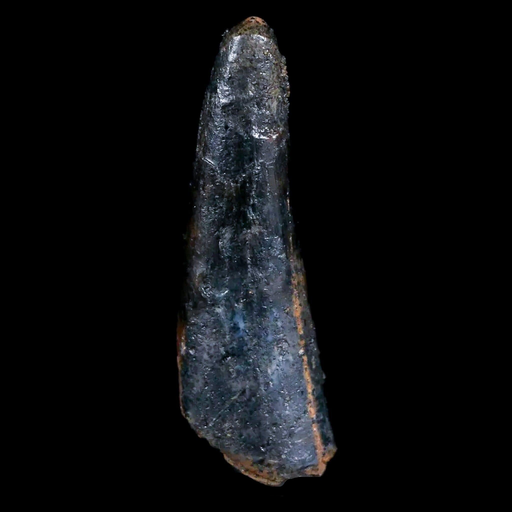 Authentic Pterosaur Coloborhynchus Fossil Tooth - Upper Cretaceous Era - Morocco - Includes COA & Display Case - Perfect for Collectors, Paleontology Enthusiasts, and Home Decor