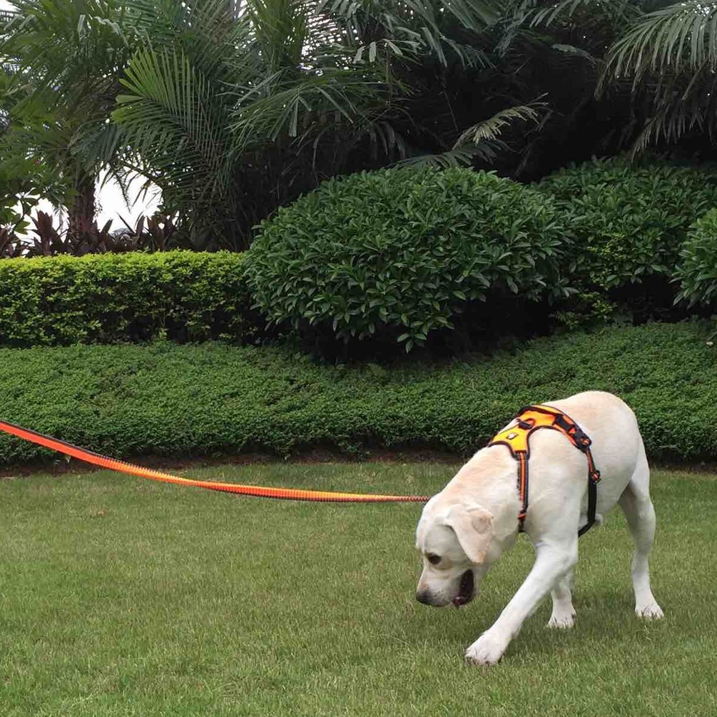 SGODA Reflective No-Pull Dog Harness with Handle - Adjustable Pet Vest for Small Dogs, Orange - Perfect for Night Walks, Jogging & Outdoor Adventures