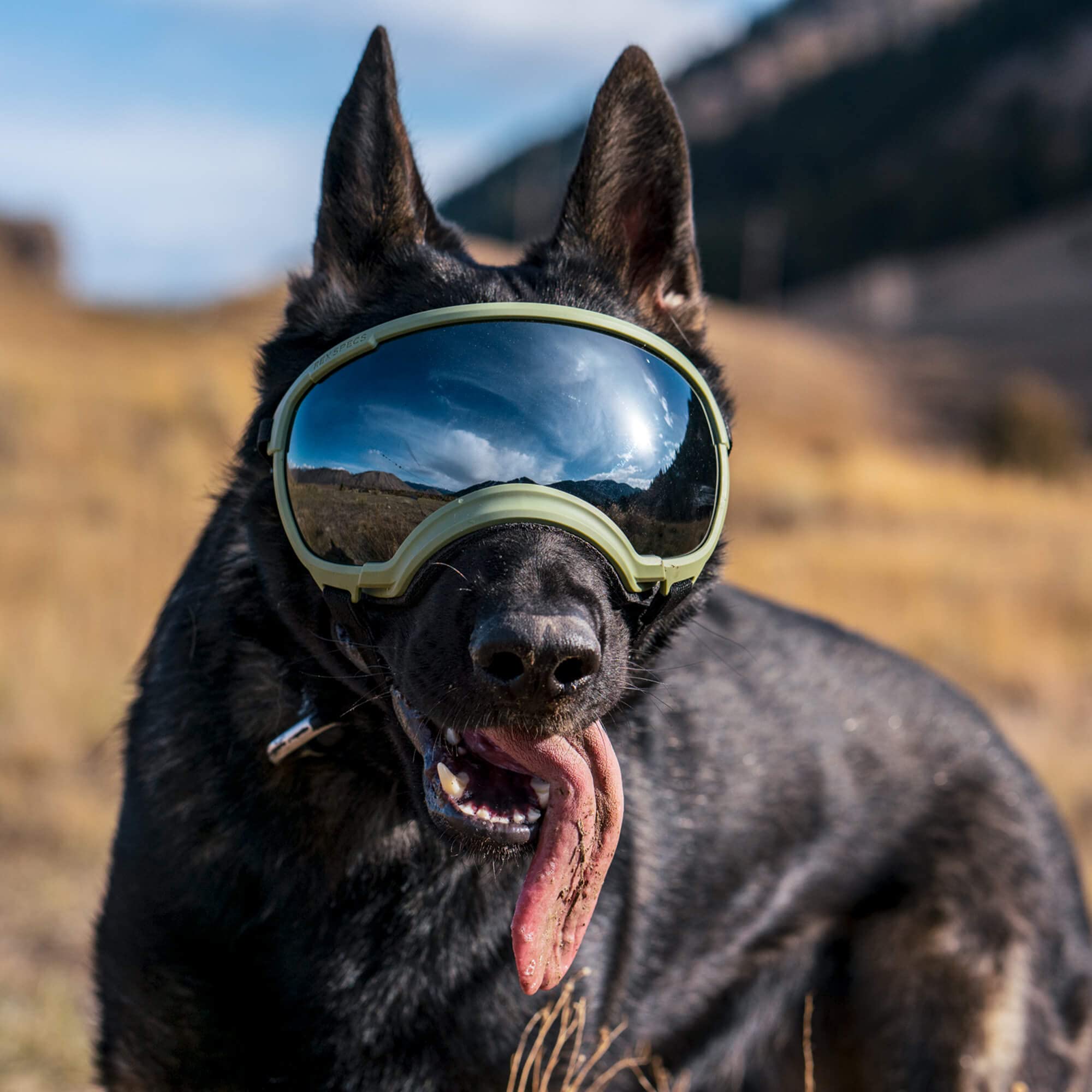 Rex Specs V2 Dog Goggles - Large Size, Black - Protective Eyewear for Active Dogs - Perfect for Hiking, Running & Outdoor Adventures