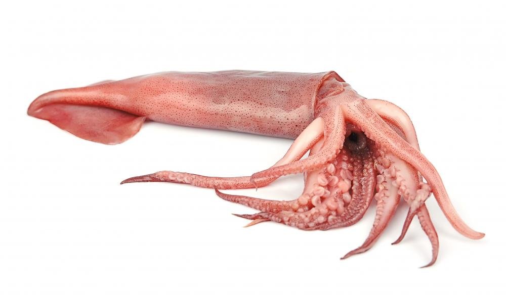 Fresh Squid Peel and Stick Wall Decal - 18