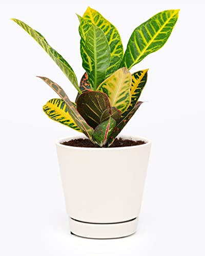 Croton Petra