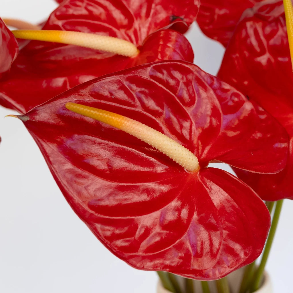 Anthurium Fire Red Tropical Flower - Exotic Live Plant for Home & Office Decor - Perfect for Indoor Gardens, Gifts, and Tropical Themes