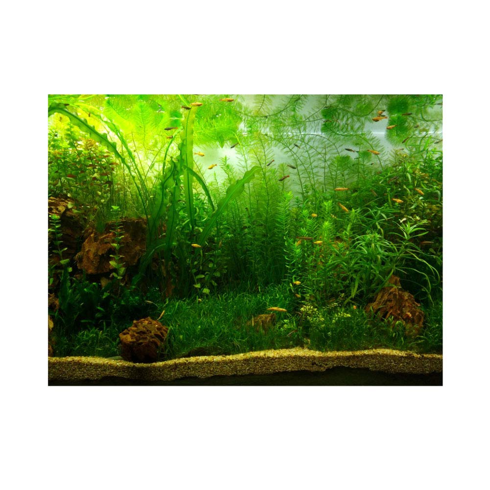 Thick Static Cling Aquarium Background Poster - Water Grass Style for Fish Tank Decor (76x46cm) - Perfect for Home & Office Aquascaping