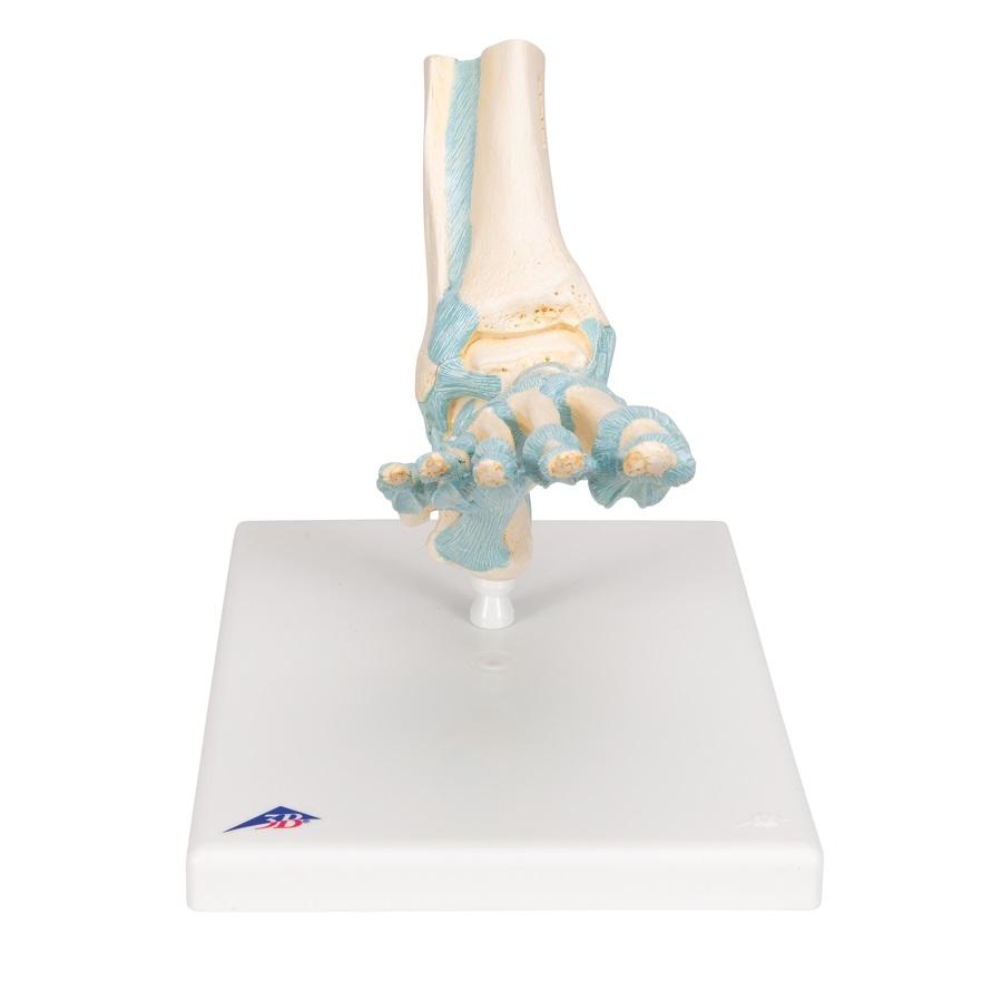 Human Foot Skeleton Model with Ligaments - Anatomical Study Tool for Medical Students, Doctors & Physical Therapists - Perfect for Classroom, Clinic & Home Study