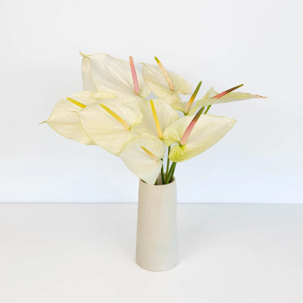 Anthurium Fair Maiden Tropical Flower - Exotic Live Houseplant for Home & Office Decor | Perfect for Indoor Gardens, Wedding Centerpieces & Tropical-Themed Events