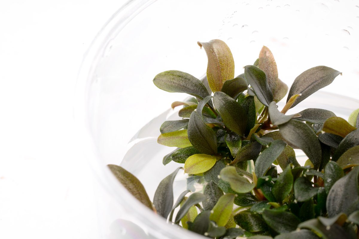 Bucephalandra Red Mini Aquatic Plant - Live Aquarium Plants for Fish Tank, Freshwater Aquascaping, Low Light Aquarium Decor | Perfect for Nano Tanks, Shrimp Tanks & Planted Aquariums