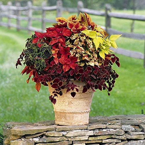Coleus Blumei Seed Mix - Painted Nettle Non-GMO Flower Seeds (200+ Seeds) for Gardening, Landscaping & Indoor/Outdoor Planting