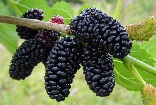 Dwarf Everbearing Black Mulberry Tree (Morus Nigra) - Sweet Fruit Plant in 4