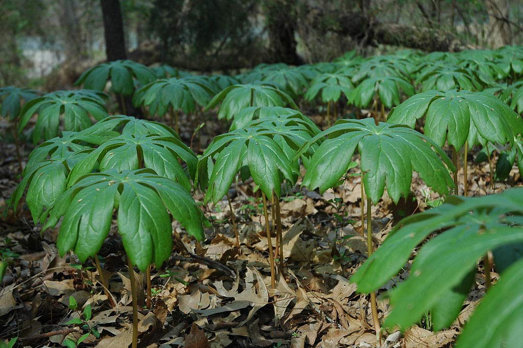 Mayapple Starter Plant (Podophyllum peltatum) - 3 Live Plants for Shade Gardens, Woodland Landscaping & Native Plant Collections