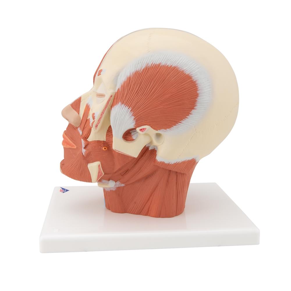 Human Head and Neck Musculature Anatomy Model - Detailed Medical Study Tool for Students & Professionals | Perfect for Classroom, Lab & Healthcare Training
