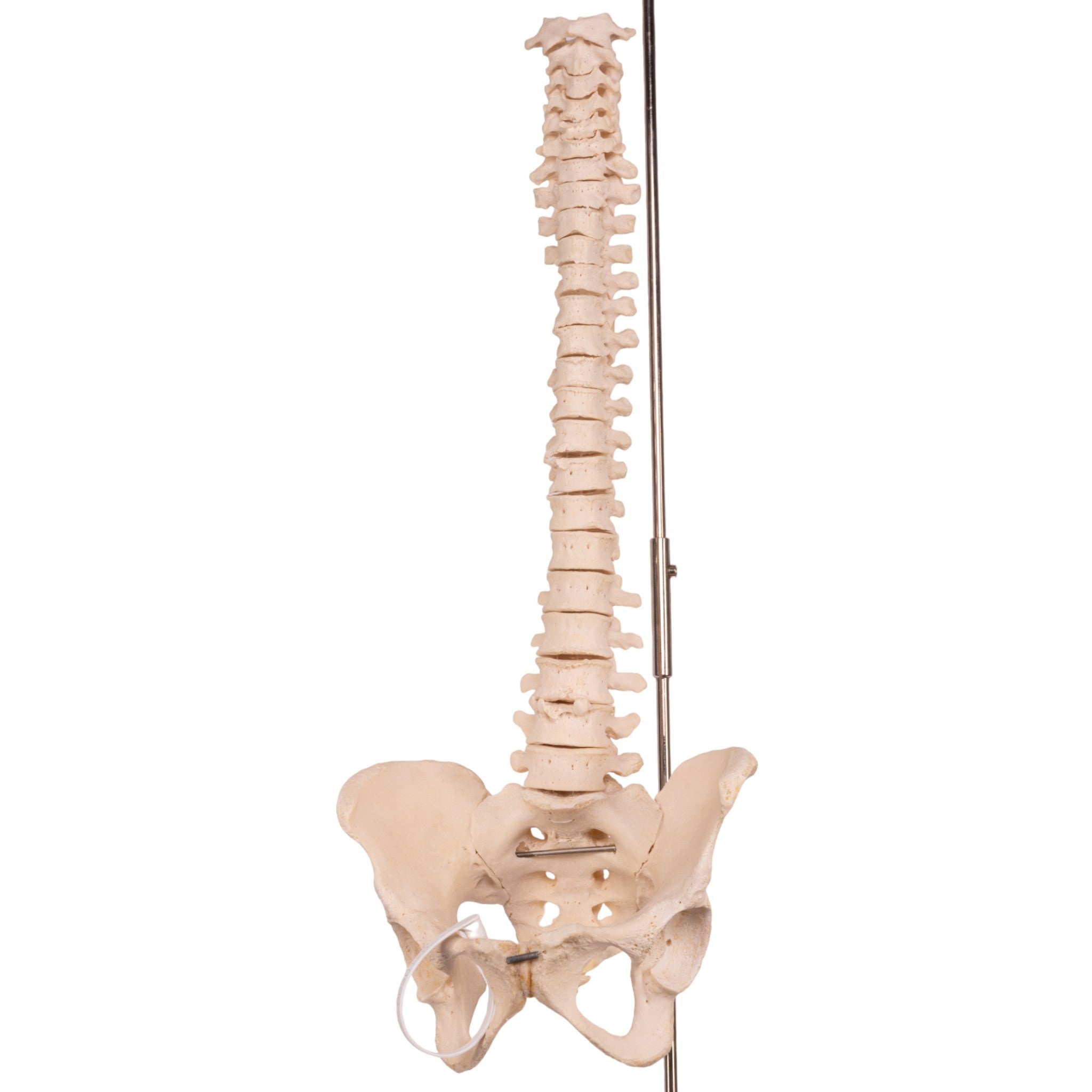 Authentic Human Spine, Sacrum & Pelvis Model - Medical Education, Anatomy Study & Chiropractic Training Tool