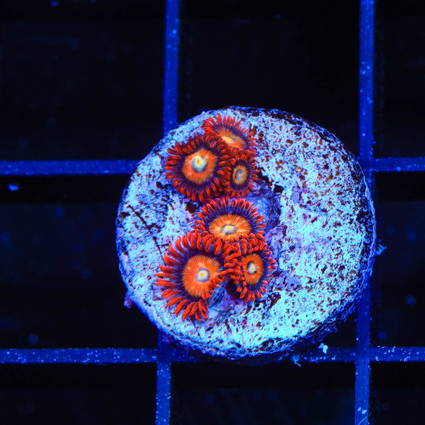 Premium ECC Shatterfield Zoanthids Coral for Saltwater Aquariums - Vibrant Colors & Easy Care for Reef Tanks & Nano Tanks
