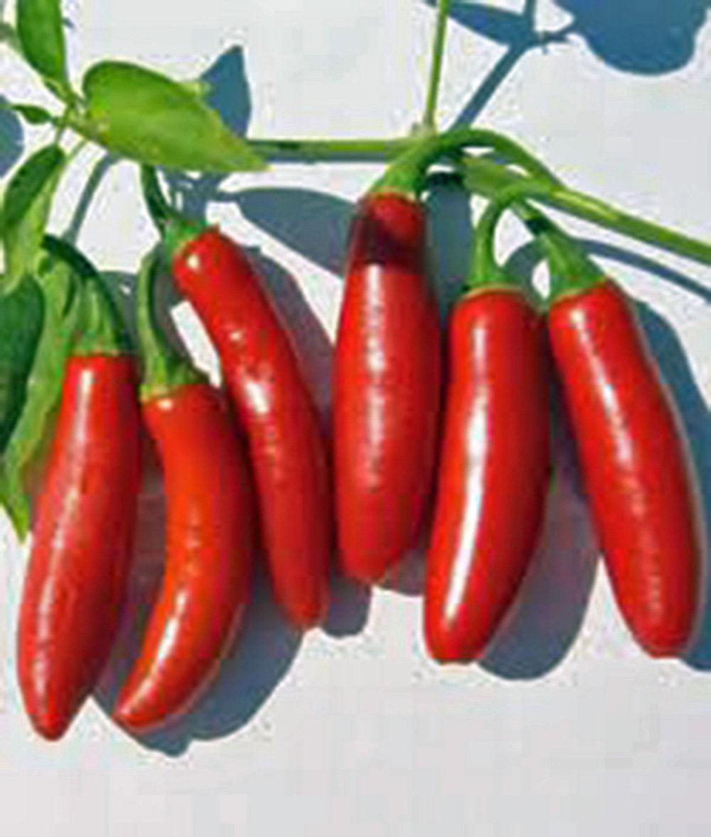 Heirloom Pepper Mix Garden Collection - 6 Top Varieties Non-GMO Seeds by Country Creek Acres - Perfect for Home Gardening, Cooking & Preserving