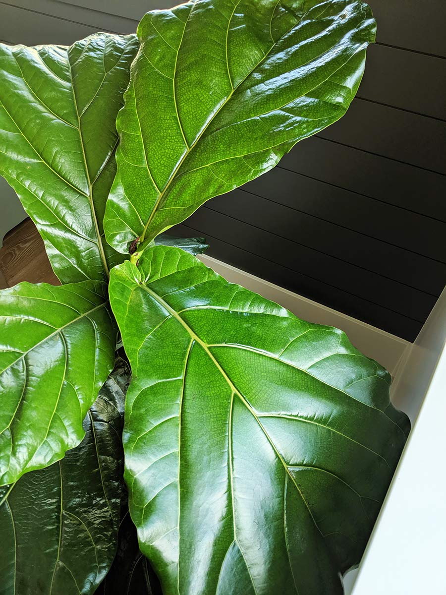 Organic Fiddle Leaf Fig Tree Fertilizer - Slow Release Plant Food with Full Spectrum Nutrients for 8 Months - 6oz Bags (4 Pack) - Perfect for Indoor Fiddle Leaf Fig Care & Growth in Living Rooms, Offices or Home Gardens
