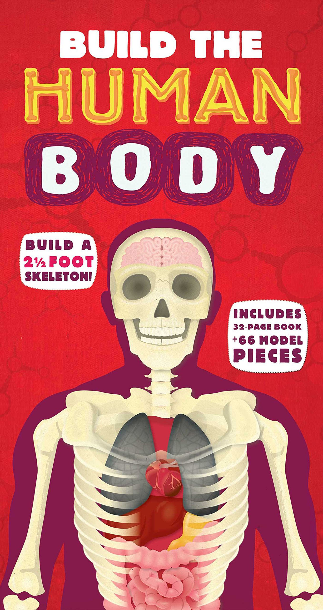 Build the Human Body - DIY Human Anatomy Model Kit for Kids & Adults | STEM Educational Science Toy for Classroom, Home Learning & Medical Study