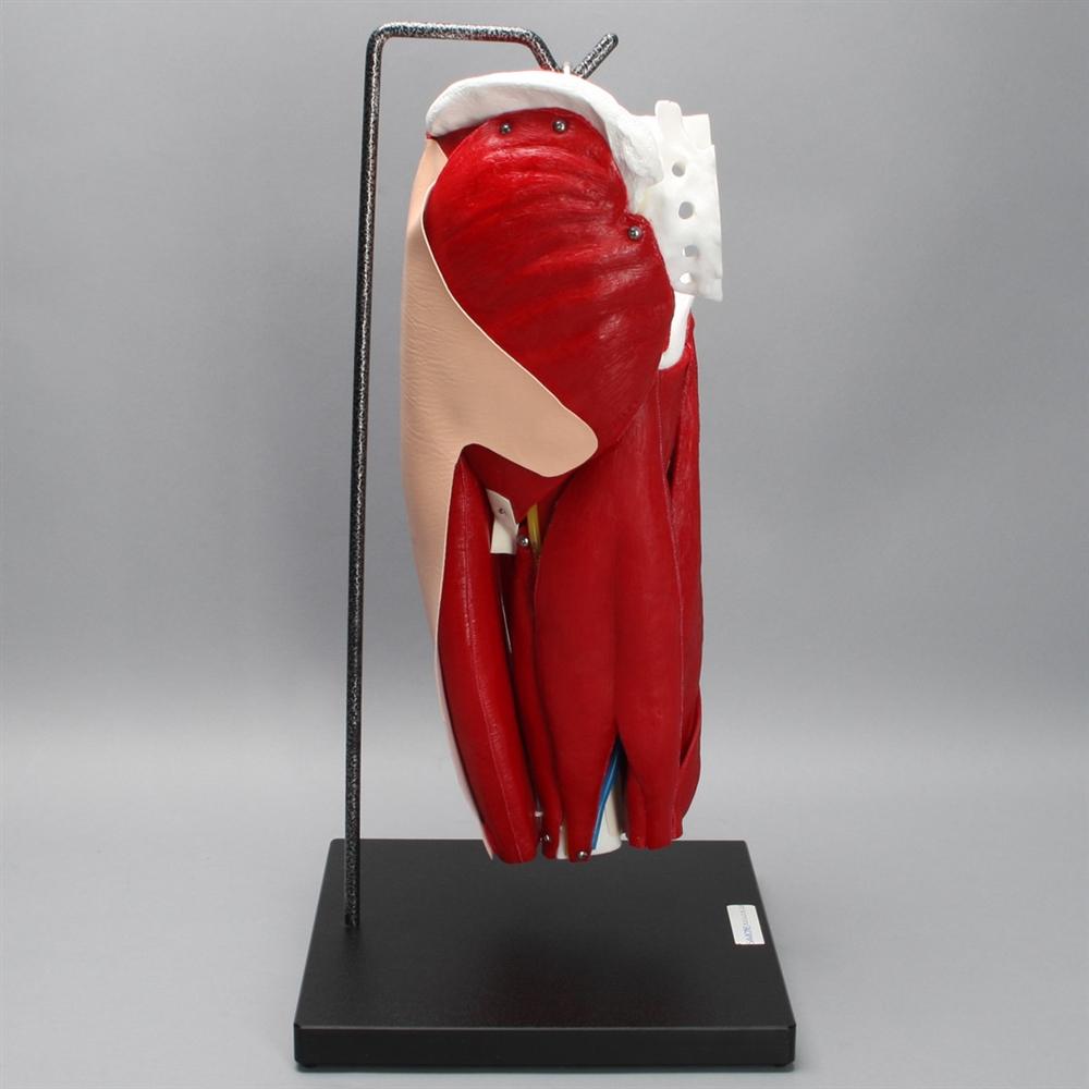 Realistic Hip Model with Muscles & Veins - Perfect for Medical Training, Anatomy Study, and Classroom Demonstrations