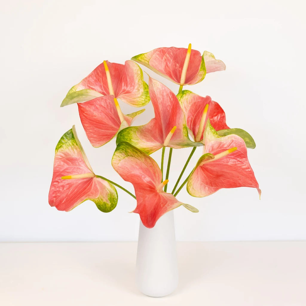 Anthurium Energetic Pink Obake Flower - Exotic Tropical Houseplant for Home Decor, Office & Wedding Centerpieces