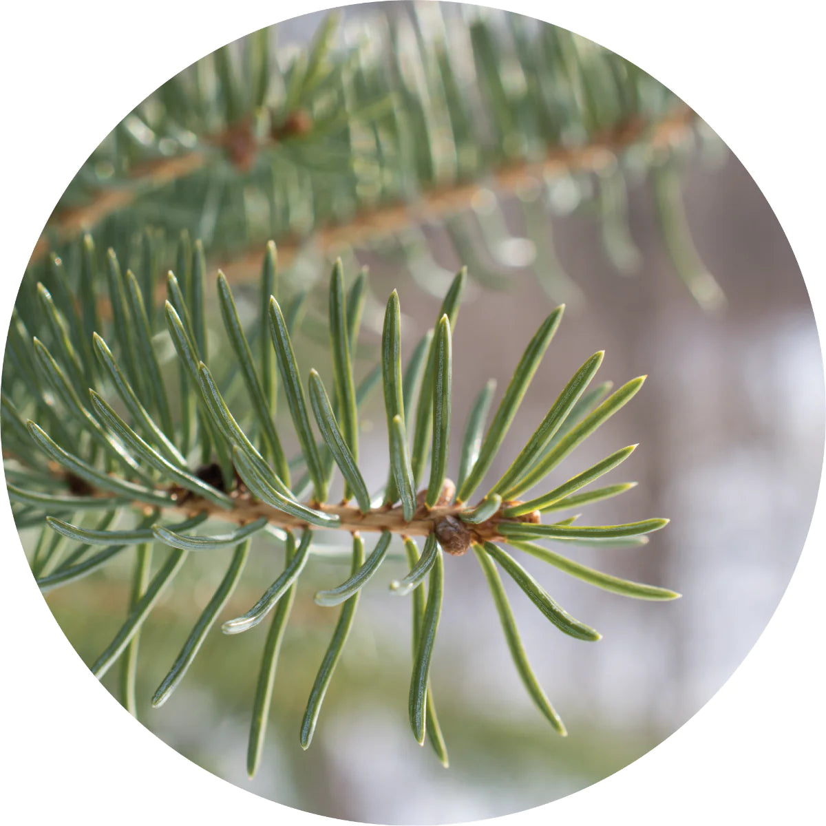 Premium Balsam Fir Essential Oil 100% Pure Natural for Aromatherapy, Diffuser, Massage & Relaxation - Perfect for Home Spa, Yoga & Stress Relief
