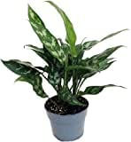 Aglaonema Chinese Evergreen Indoor Plant - Low Light Houseplant for Home, Office & Decor