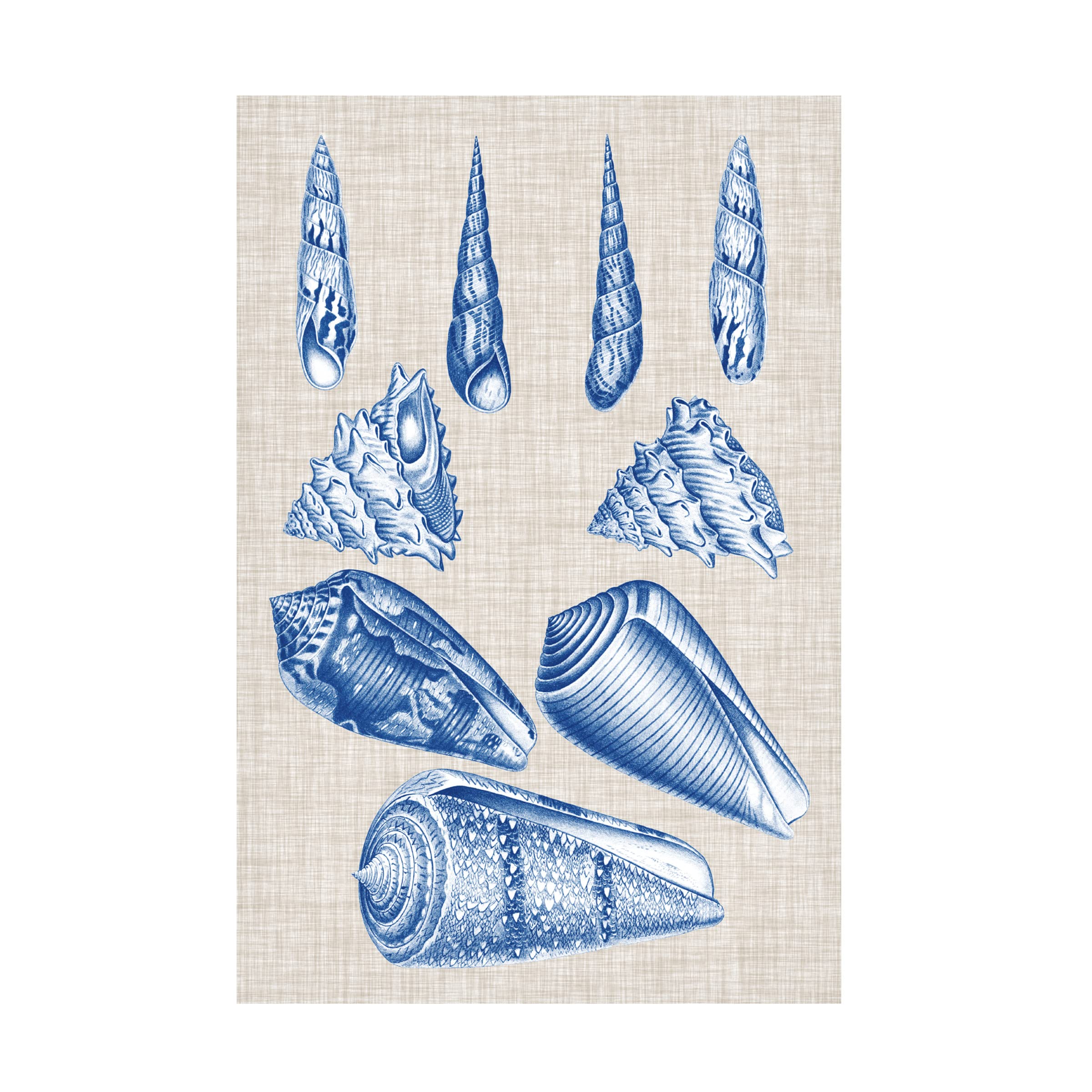 Trademark Fine Art 'Navy And Linen Shells VI' Canvas Wall Art Print by Vision Studio - Coastal Beach Home Decor for Living Room, Bedroom & Office