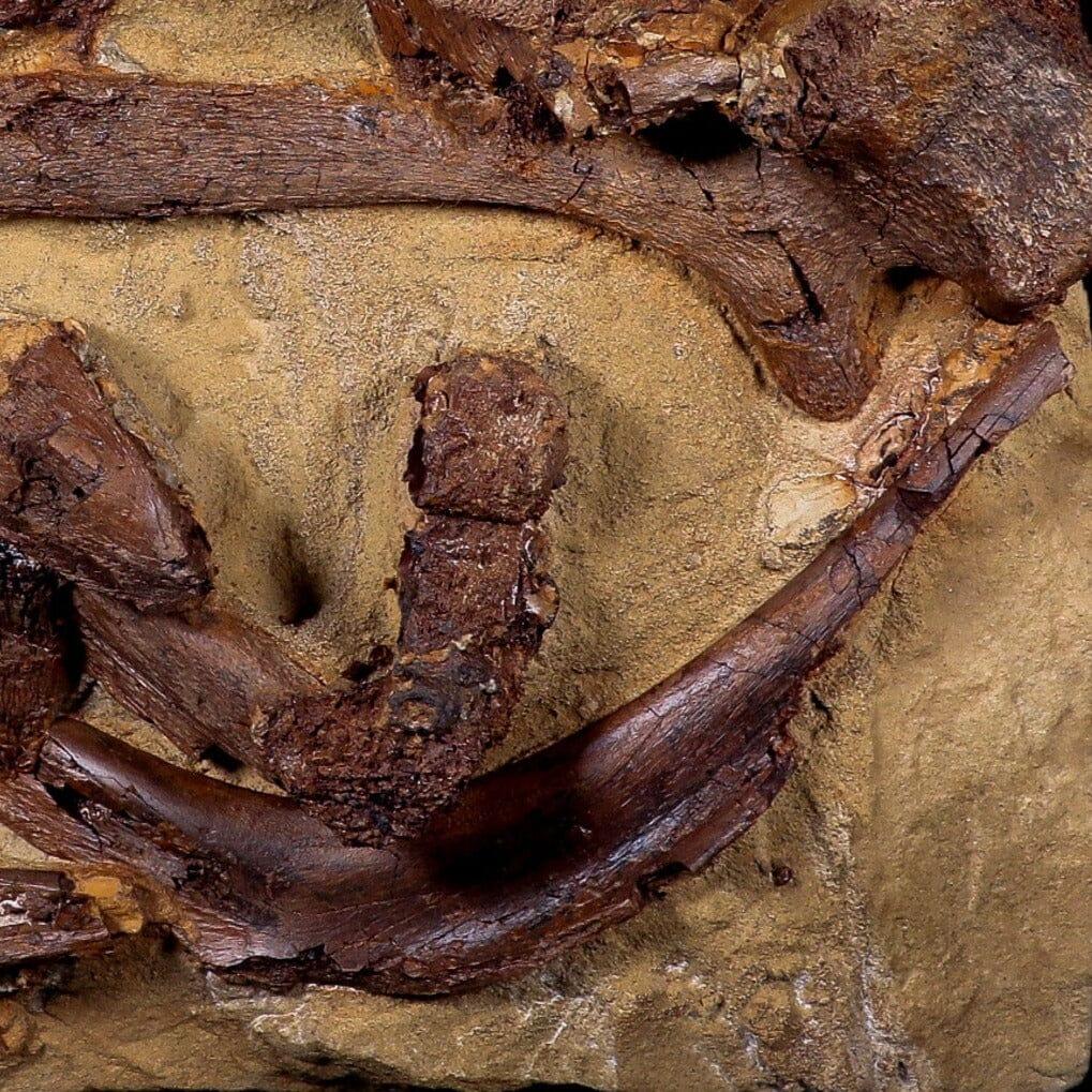 10 Authentic Edmontosaurus Fossils - Teeth, Jaw, Vertebrae & Tendons from Lance Creek, Wyoming | Dinosaur Fossil Collection for Paleontology Enthusiasts & Museum Displays