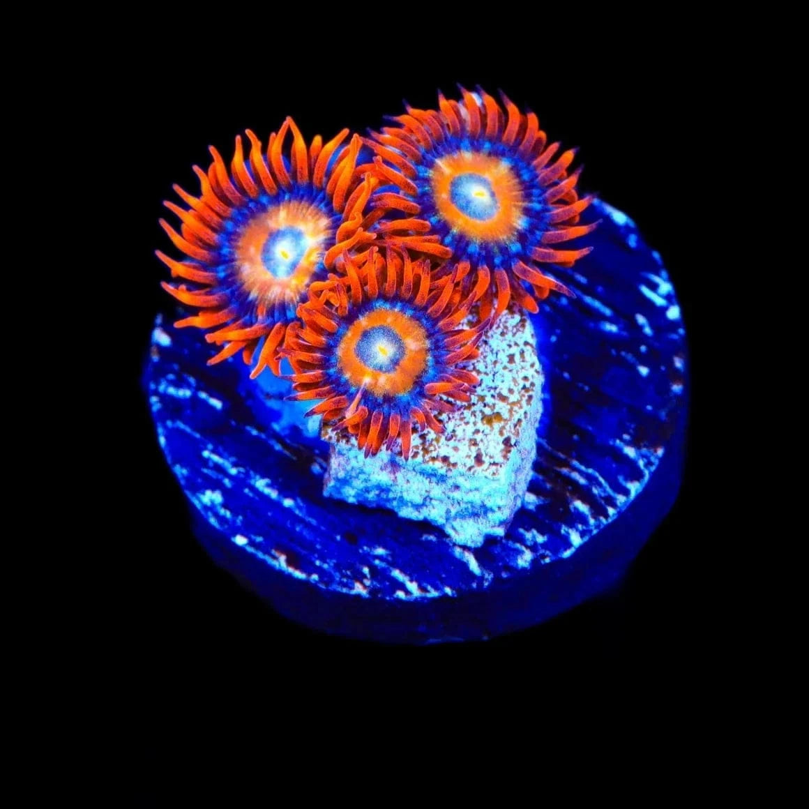 Premium ECC Shatterfield Zoanthids Coral for Saltwater Aquariums – Vibrant Colors & Easy Care for Reef Tanks