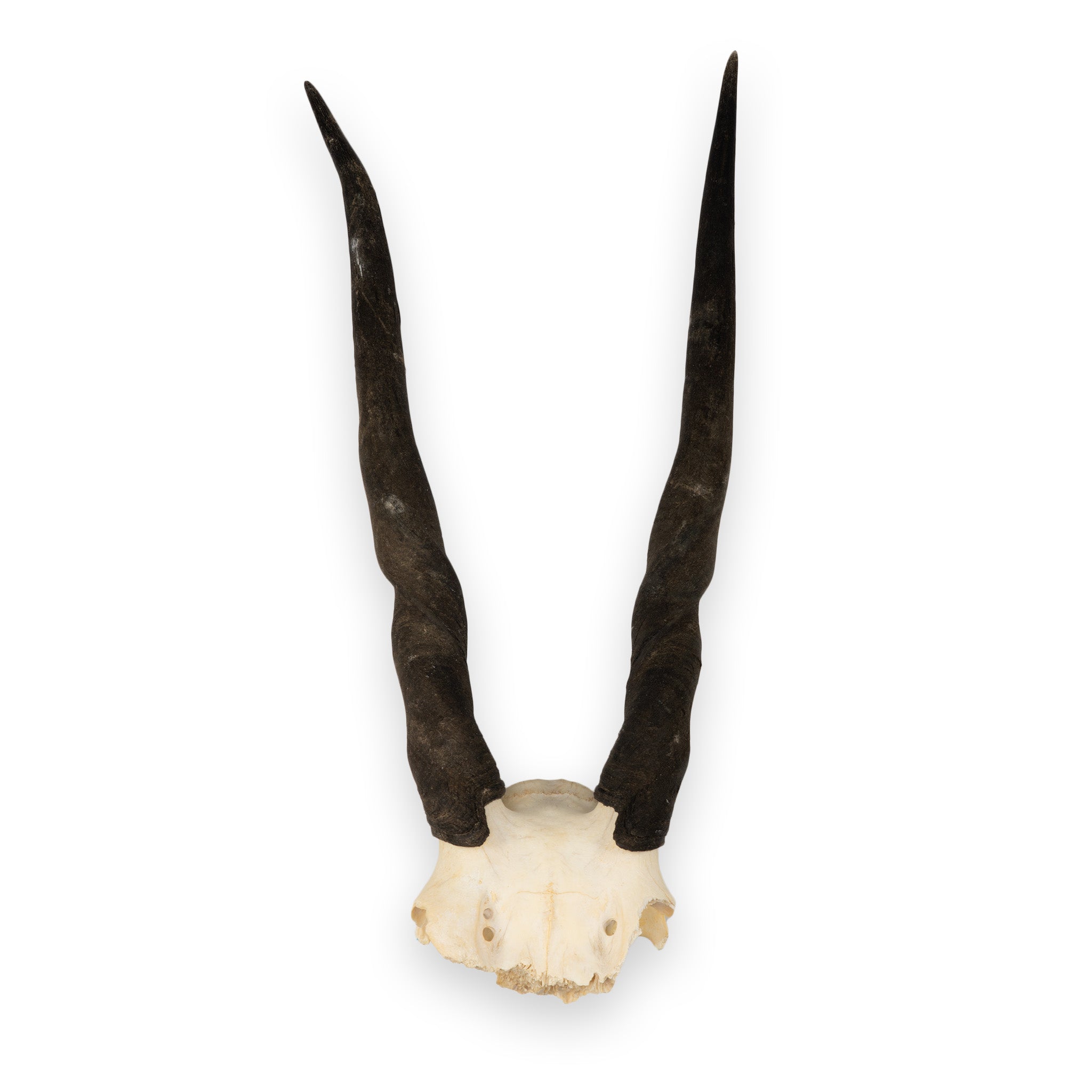 Real Eland Skull Plate - Authentic African Taxidermy Decor for Hunting Lodge, Cabin & Man Cave - Unique Wall Mount Trophy for Rustic Home Decor
