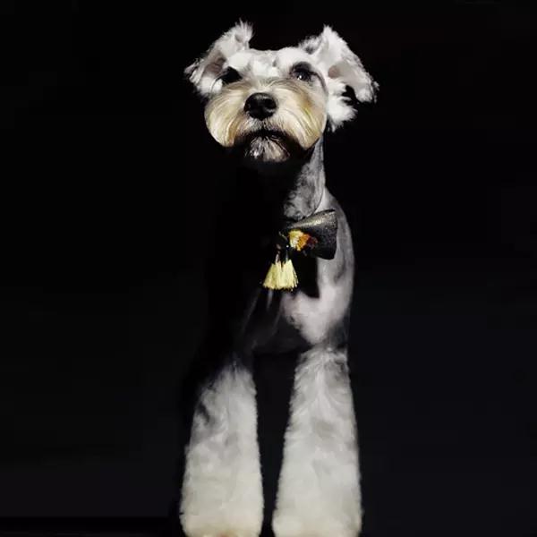 Elegant Pet Bow Tie with Golden Tassel - Adjustable Collar Slider for Dogs & Cats - Perfect for Weddings, Parties & Photo Shoots