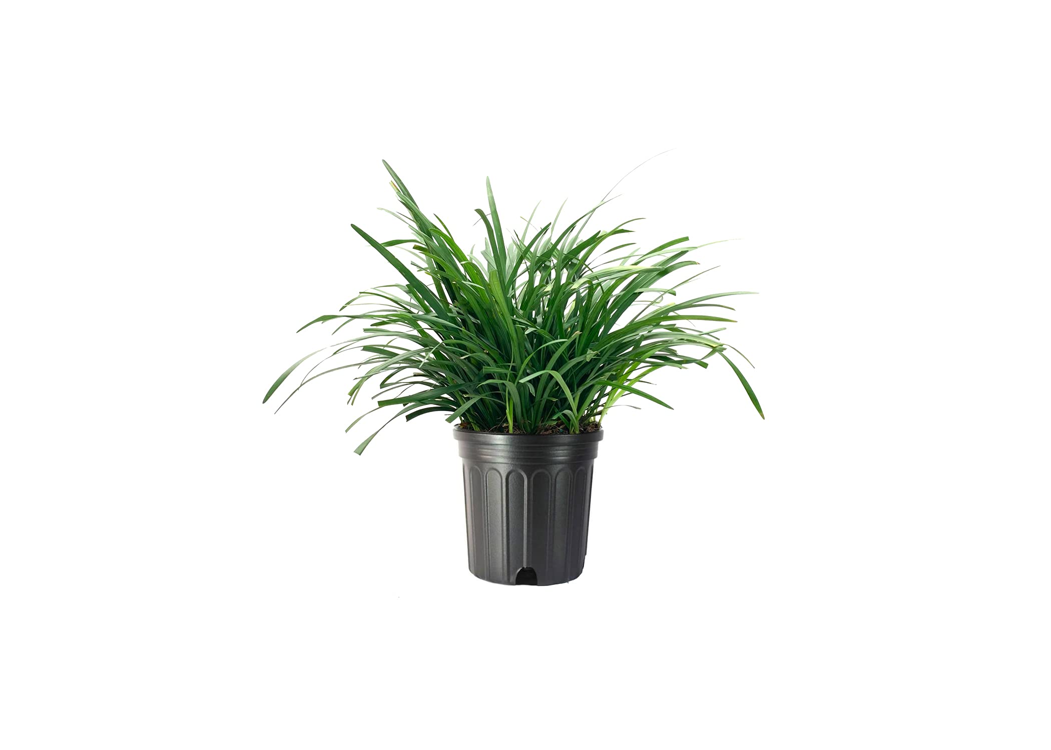 Big Blue Liriope Muscari Plants - 2 Pack Gallon Size | Low Maintenance Drought Tolerant Evergreen Ground Cover | Perfect for Borders, Landscaping & Container Gardens