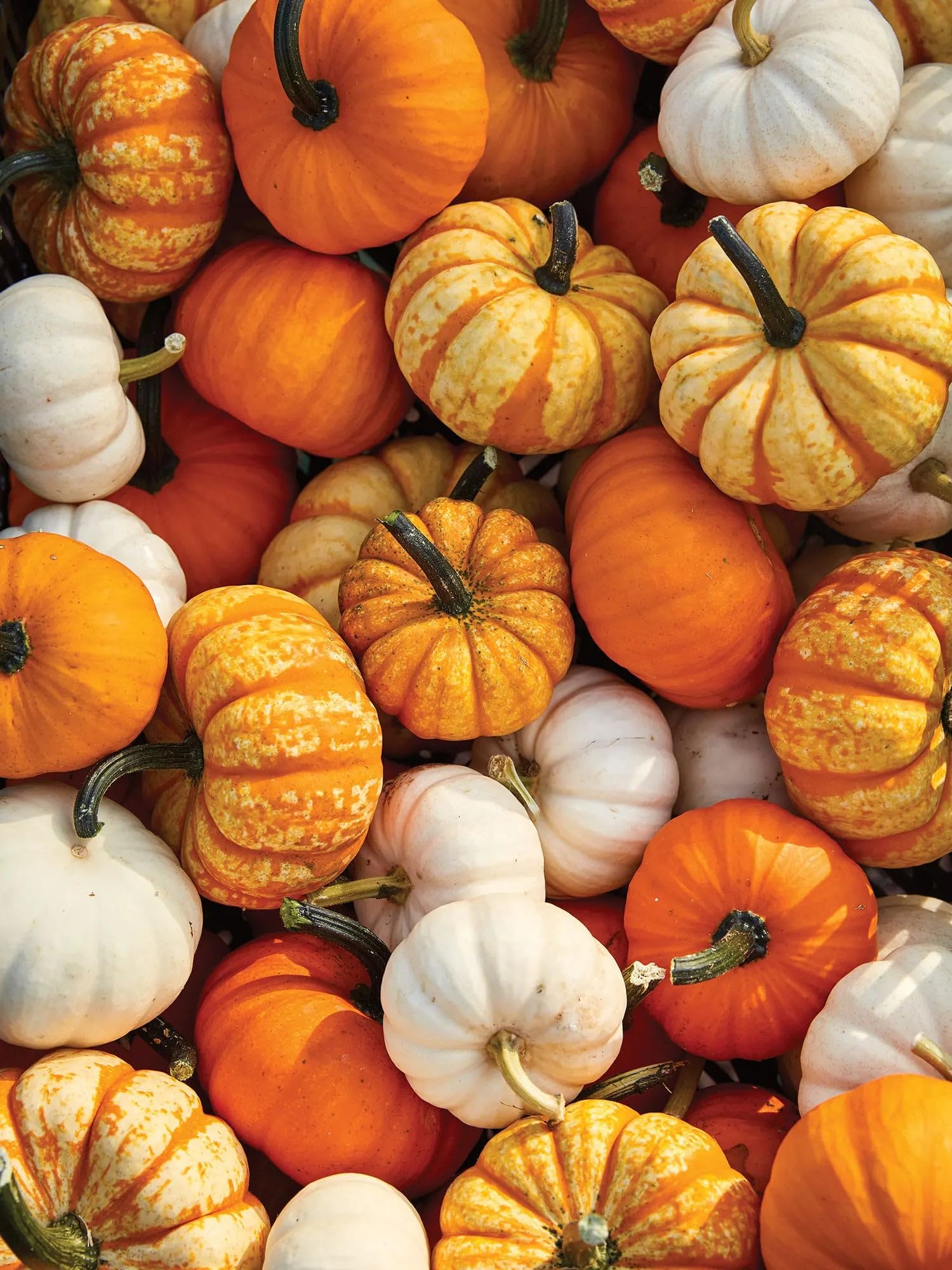 Park Seed Mini Harvest Blend Pumpkin Seeds - Pack of 25 | Miniature Pumpkin Varieties for Fall Decor & Home Gardening | Perfect for Autumn Centerpieces, DIY Crafts & Seasonal Planting