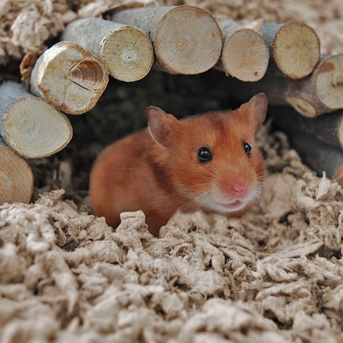 So Phresh Small Animal Bedding - 14L Natural Paper Litter for Hamsters, Rabbits & Guinea Pigs | Odor Control & Super Absorbent | Perfect for Cages, Hutches & Pet Homes